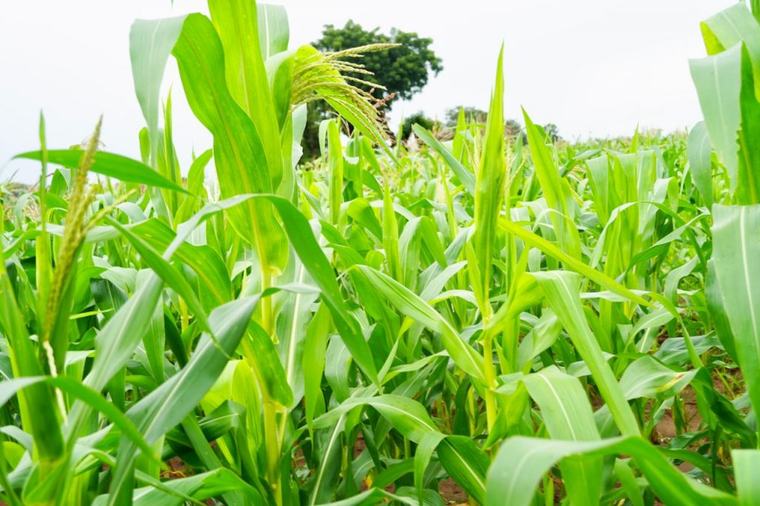 San : la campagne agricole menacée